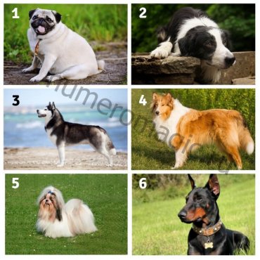 Тест Собаки