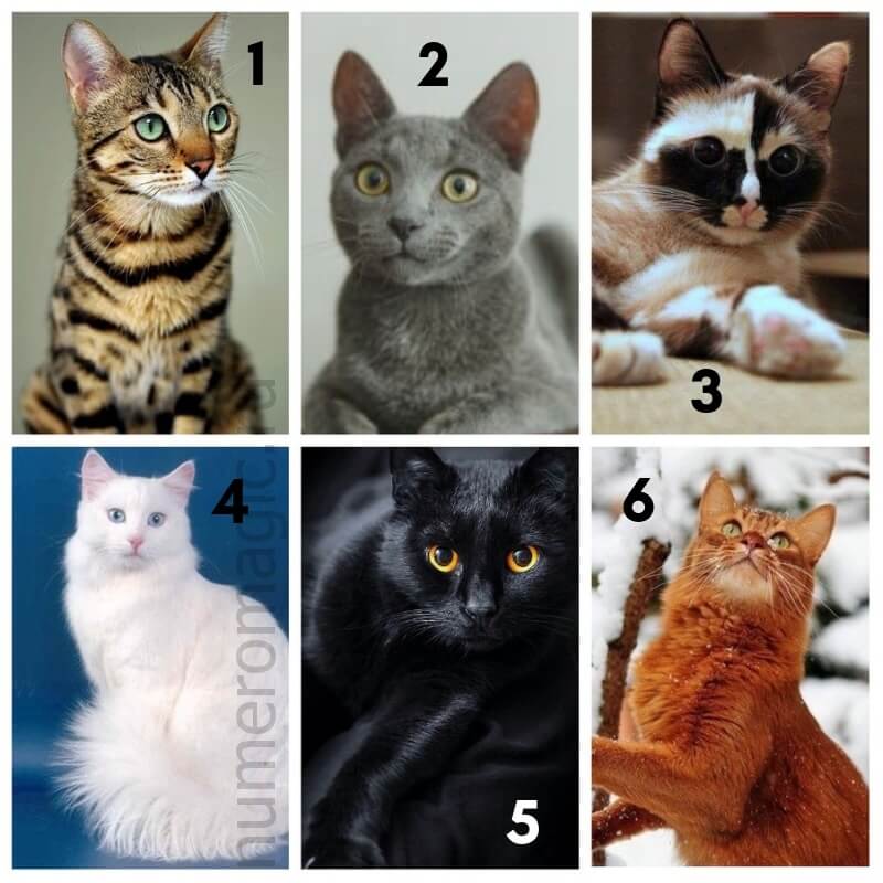 Тест Коты