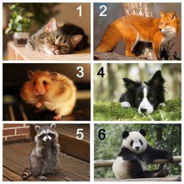 Тест Выбери животное